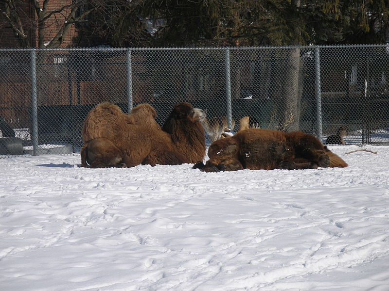 Camels in the Snow