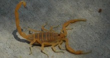 Bbasgen-bark-scorpion.jpg