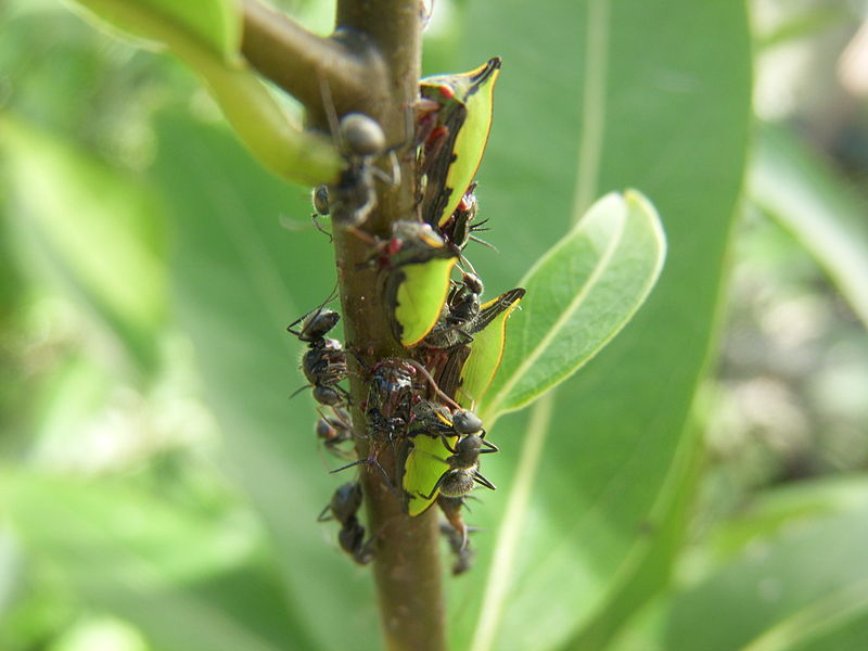 File:Ants taking care of Leafhopper nymphs V.JPG