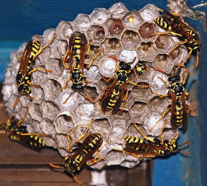 File:Active Wasp Nest(2).JPG